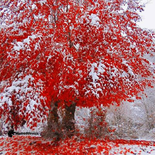 با صدای بچه خمو پژاره له دل ما جمه